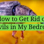 How to Get Rid of Weevils in My Bedroom?