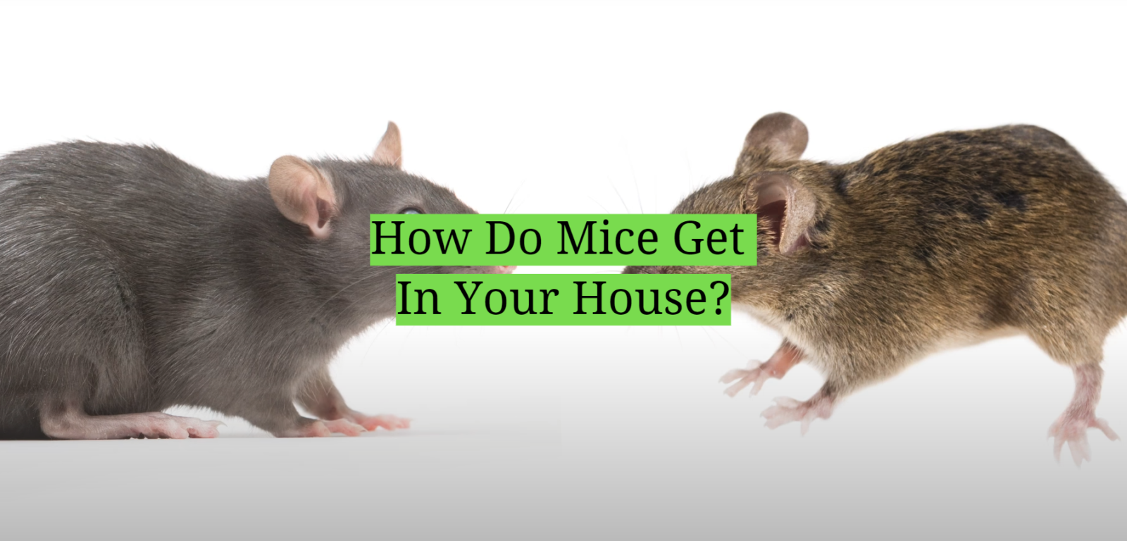 How Do Mice Get In Your House?