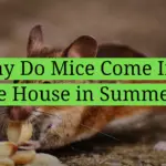 Why Do Mice Come Into the House in Summer