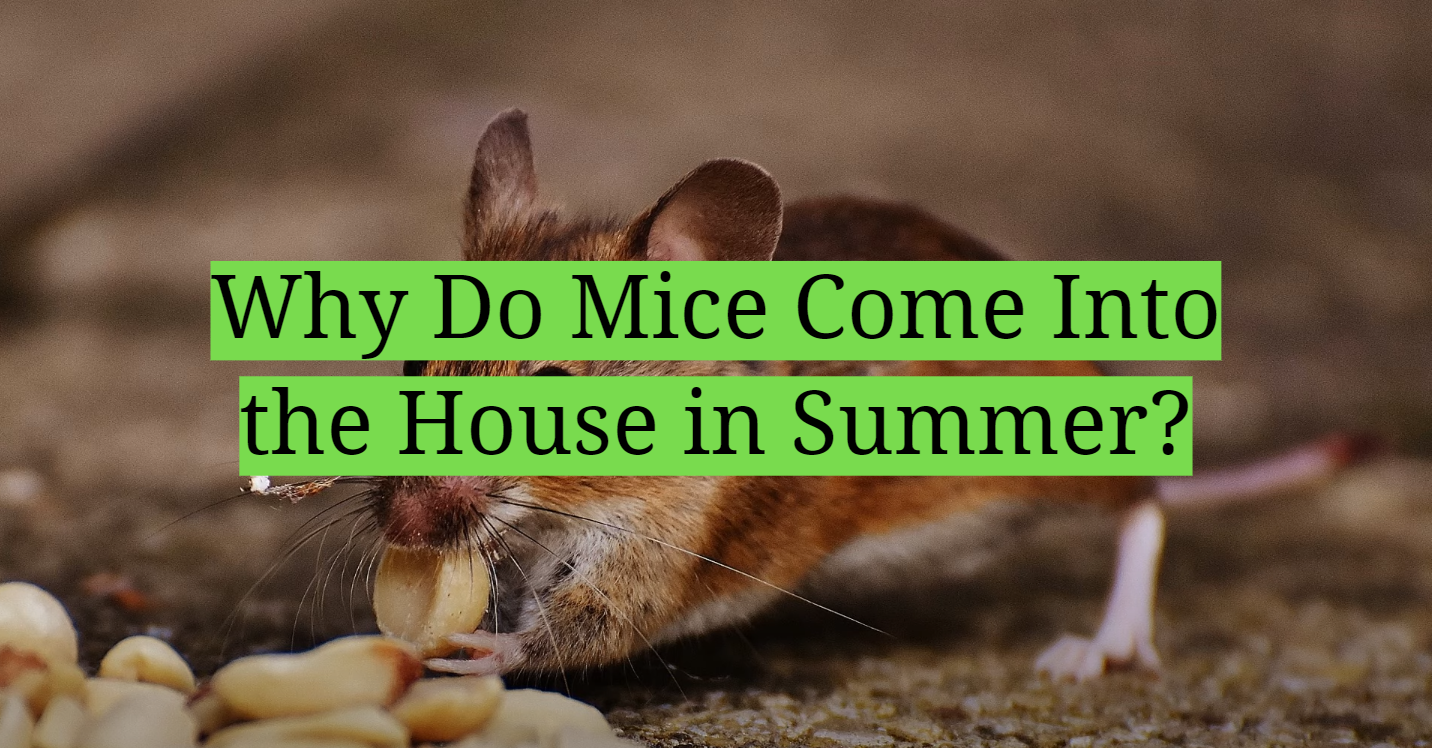 Why Do Mice Come Into the House in Summer