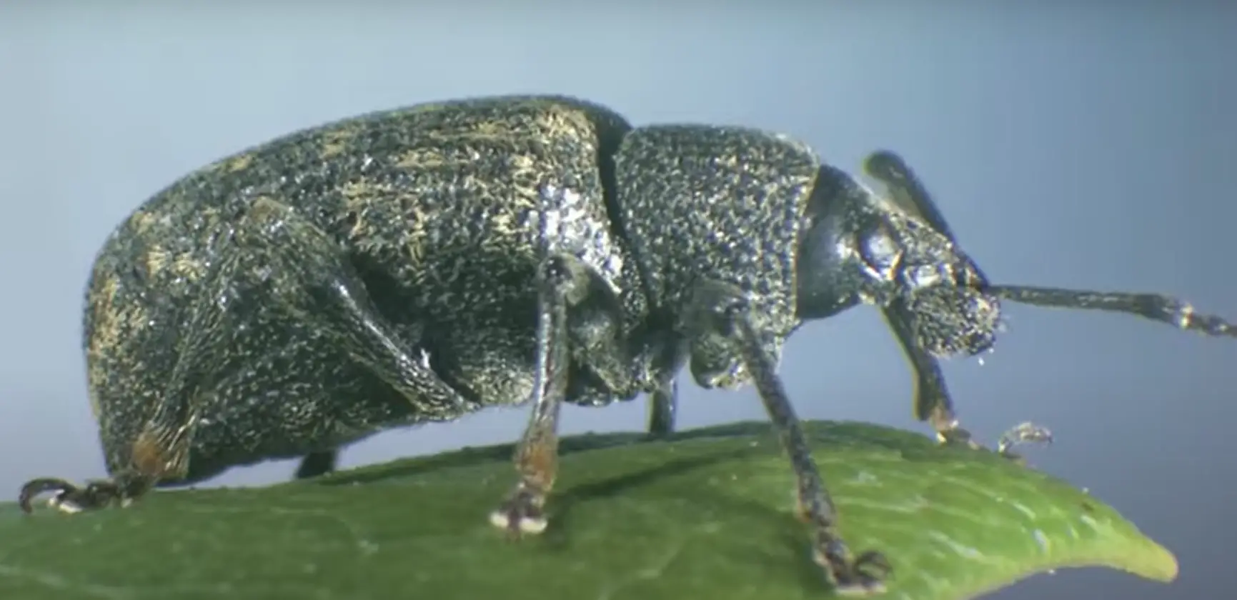 What Are Weevils?