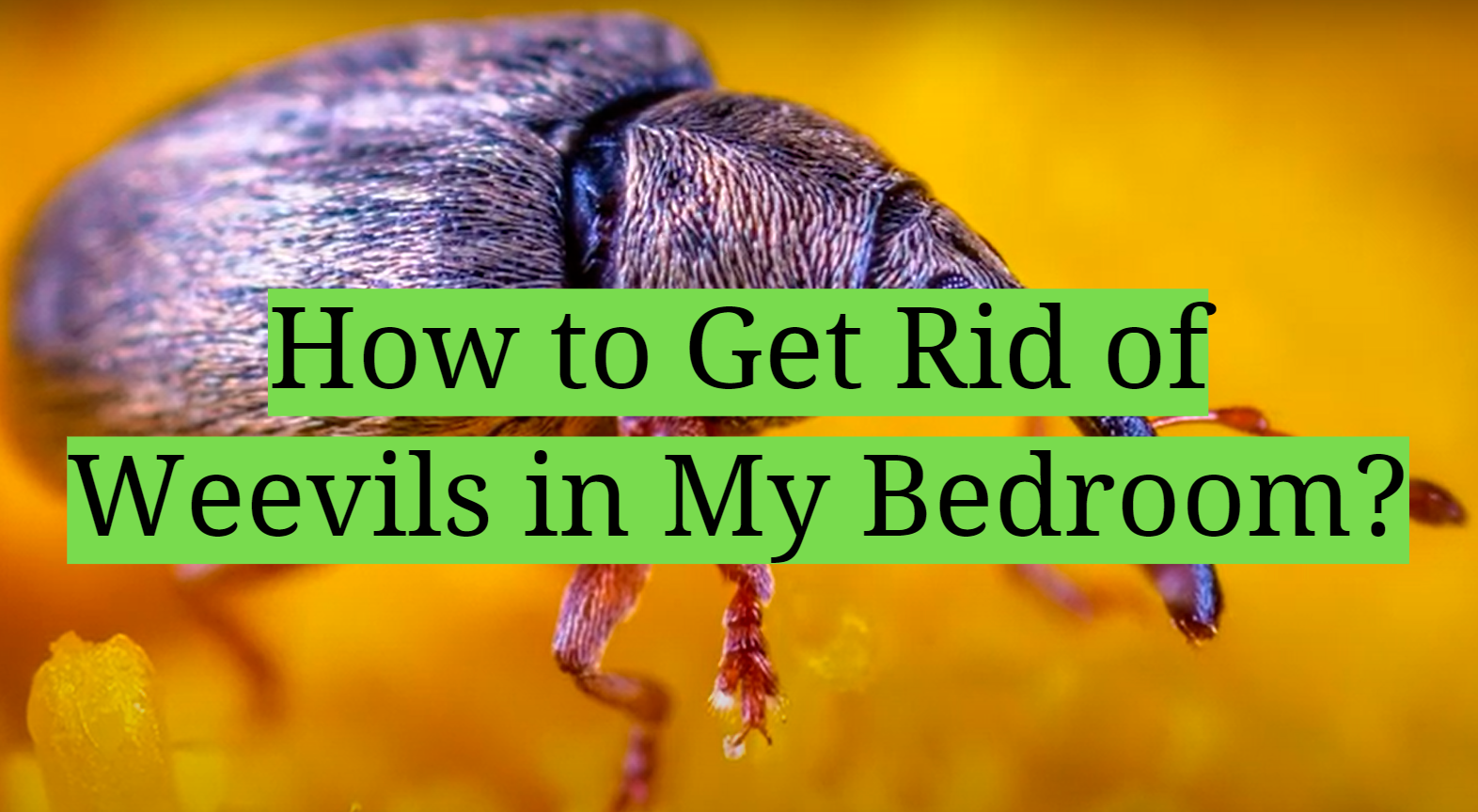 How to Get Rid of Weevils in My Bedroom?