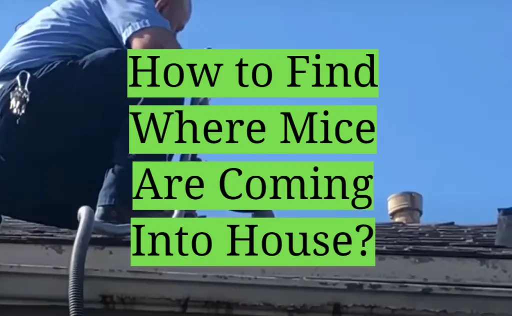 How to Find Where Mice Are Coming Into House? HomeProfy