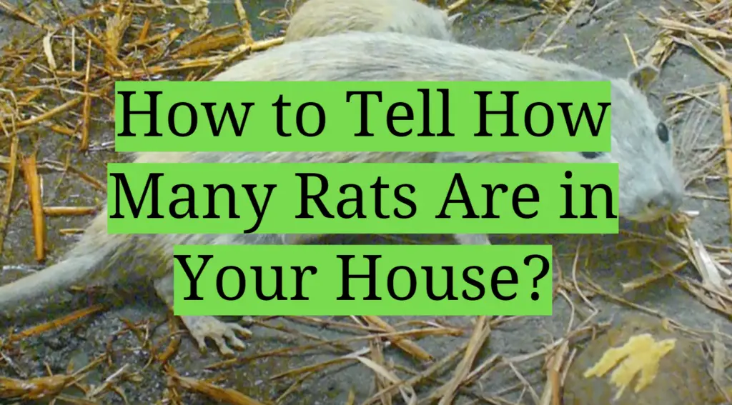 how-to-tell-how-many-rats-are-in-your-house-homeprofy