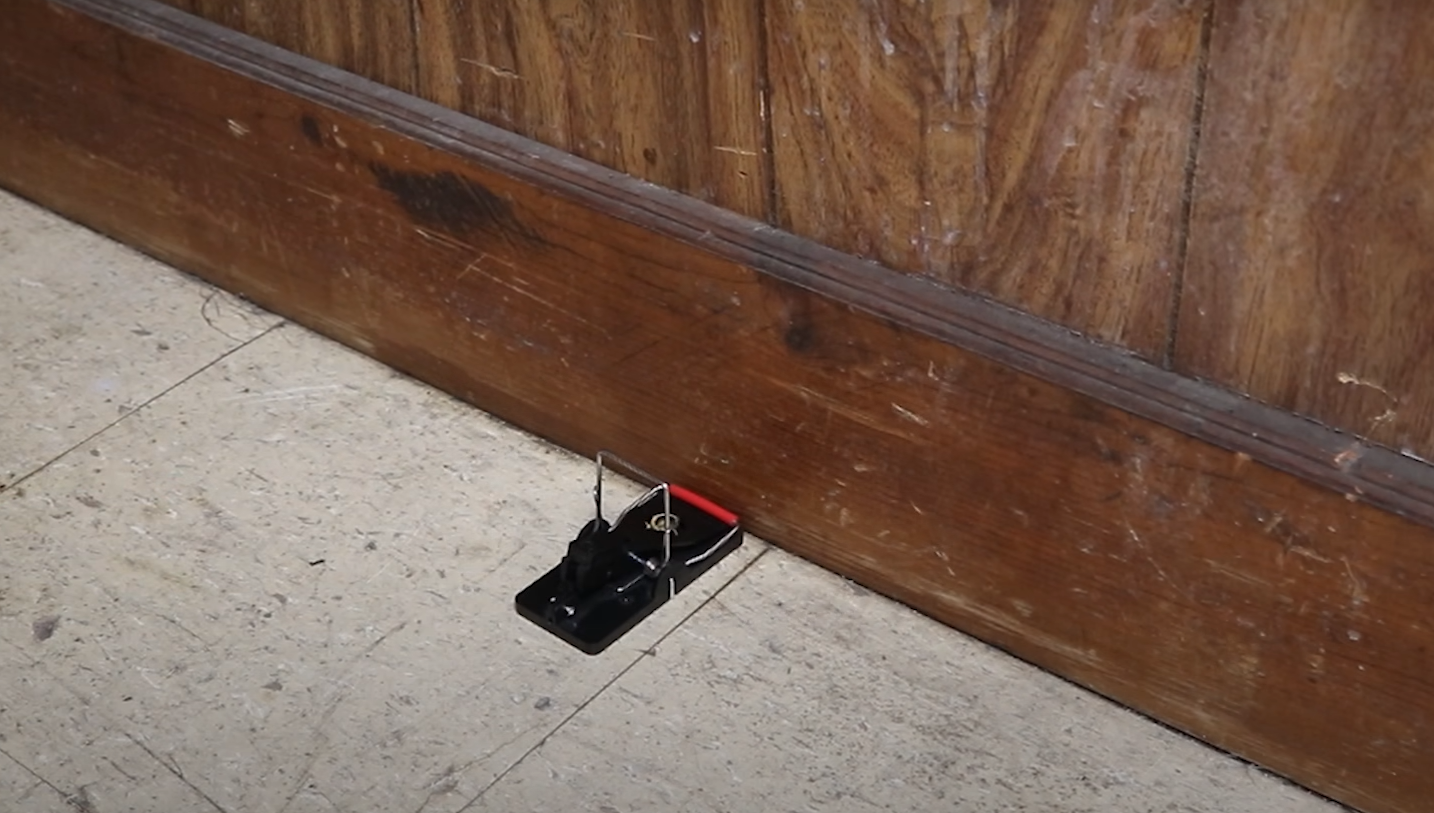 How to Find Where Mice Are Coming Into House? HomeProfy