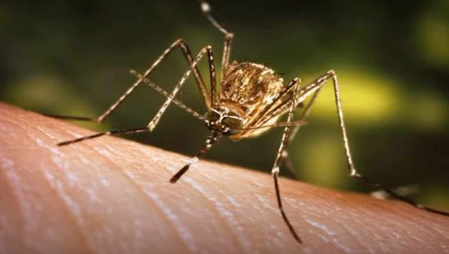 Where Do Mosquitoes Hide in the Bedroom? HomeProfy