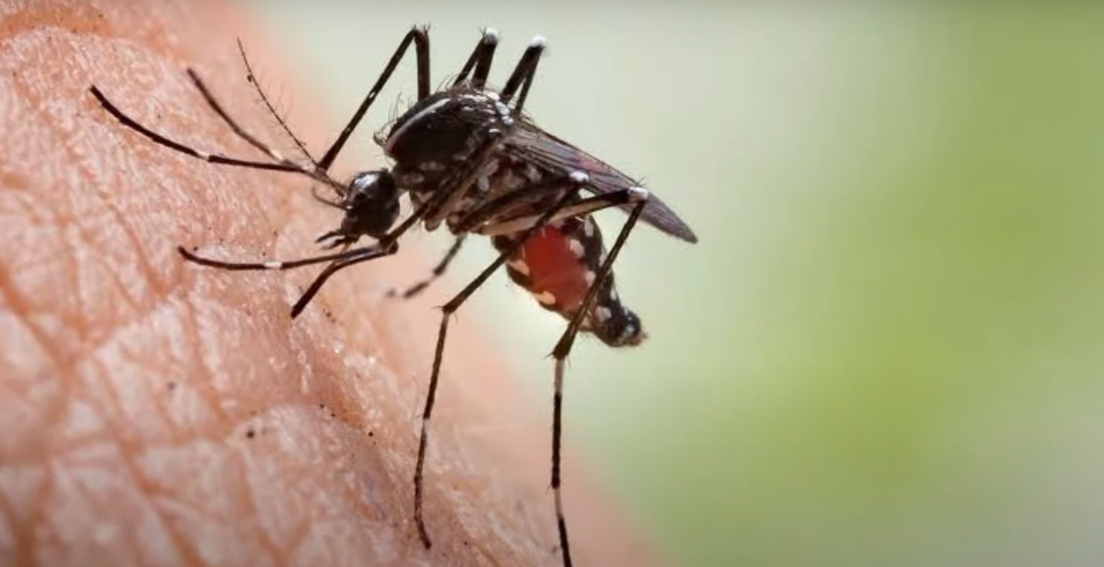 Where Do Mosquitoes Hide in the Bedroom? HomeProfy