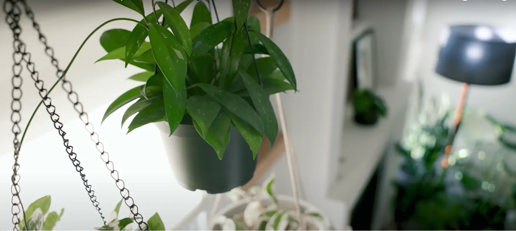 Decorate room with plants