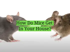 How Do Mice Get In Your House?