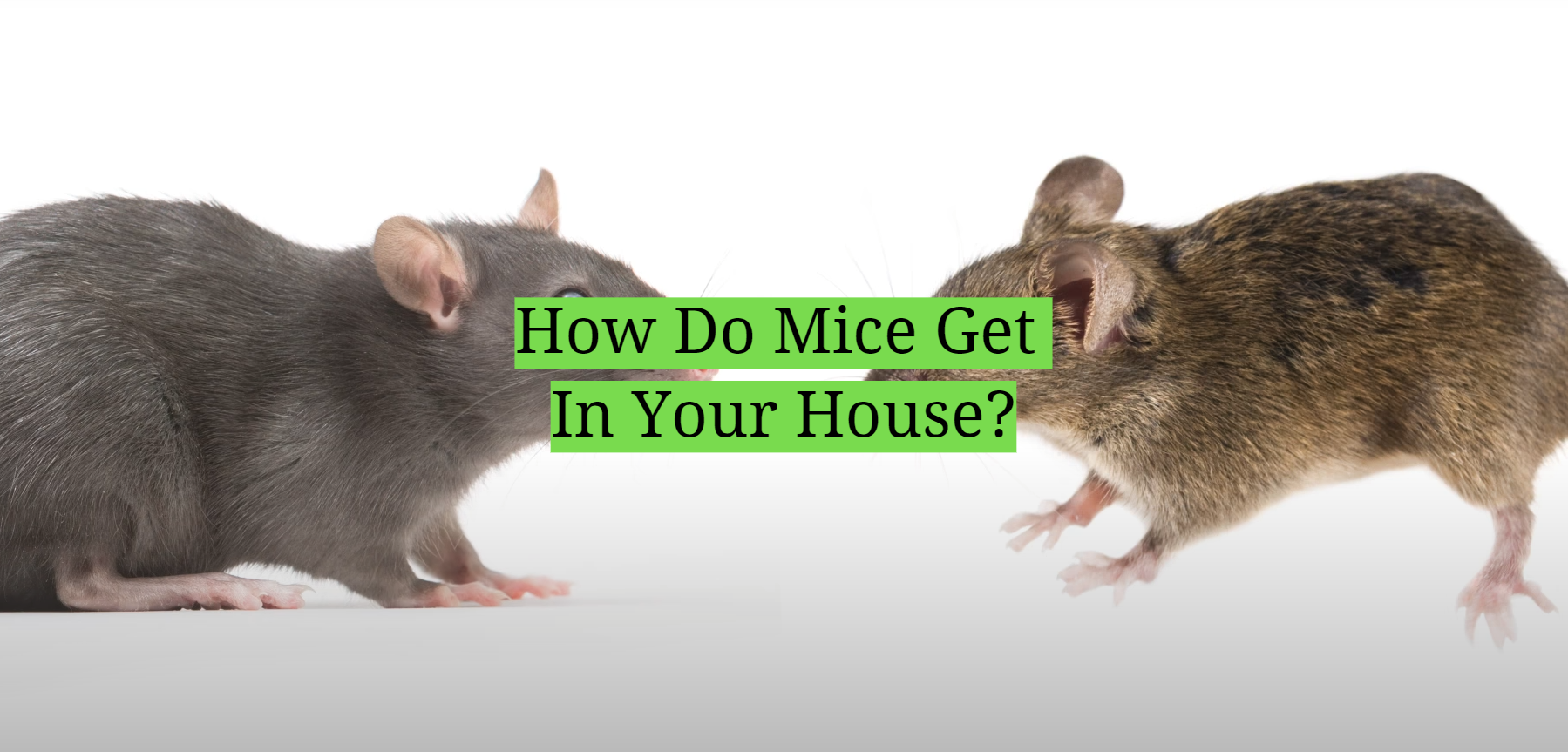 how-do-mice-get-in-your-house-homeprofy