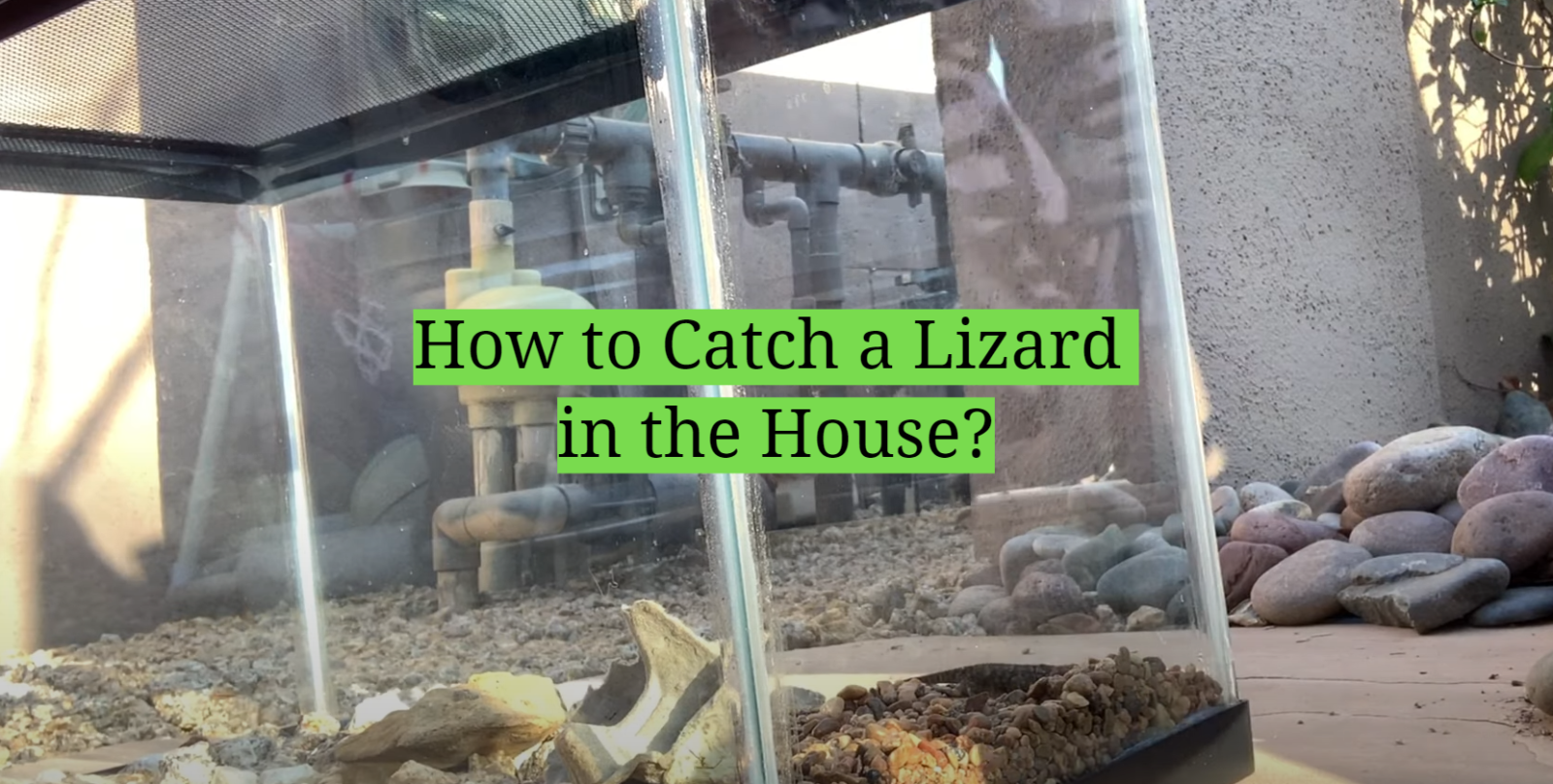 How to Catch a Lizard in the House?