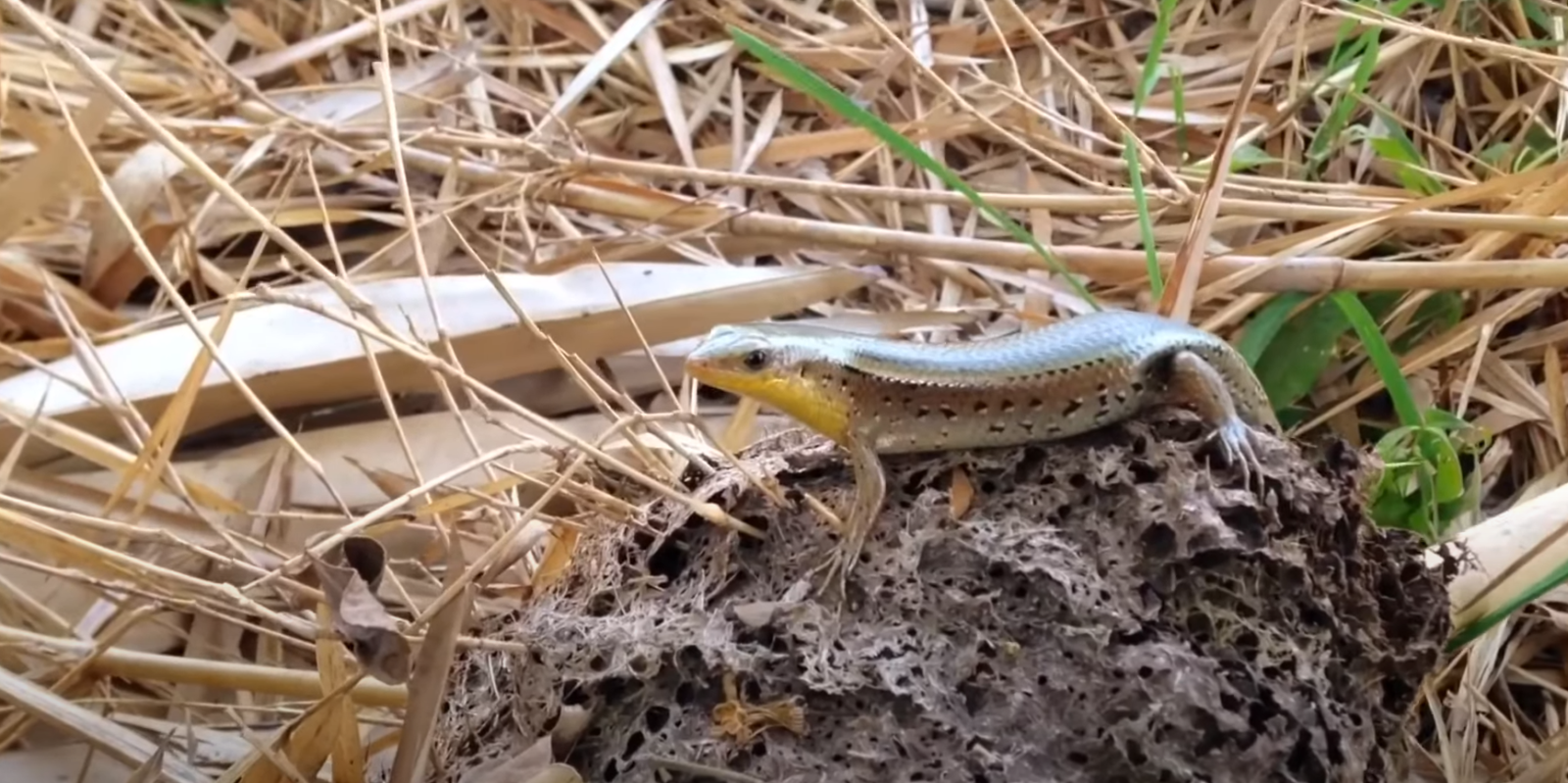 How to Catch a Lizard in the House? HomeProfy