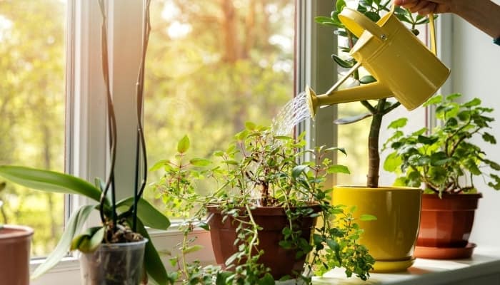 Can I use reverse osmosis water for my plants
