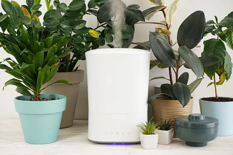 Can a Diffuser Be Used as a Humidifier for Plants