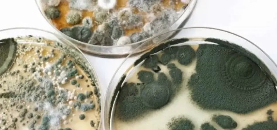 What is a Mold