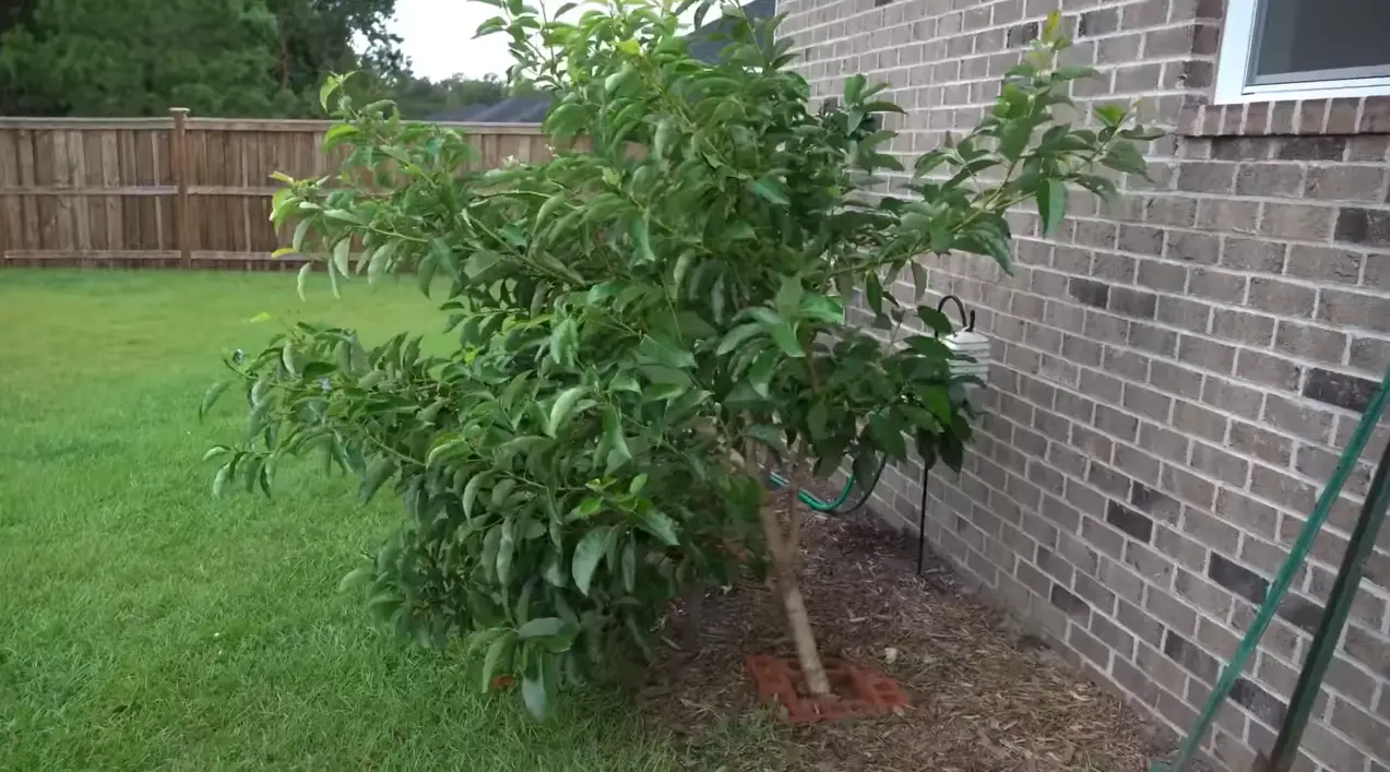 Can a House Withstand a Tree Falling on It? HomeProfy