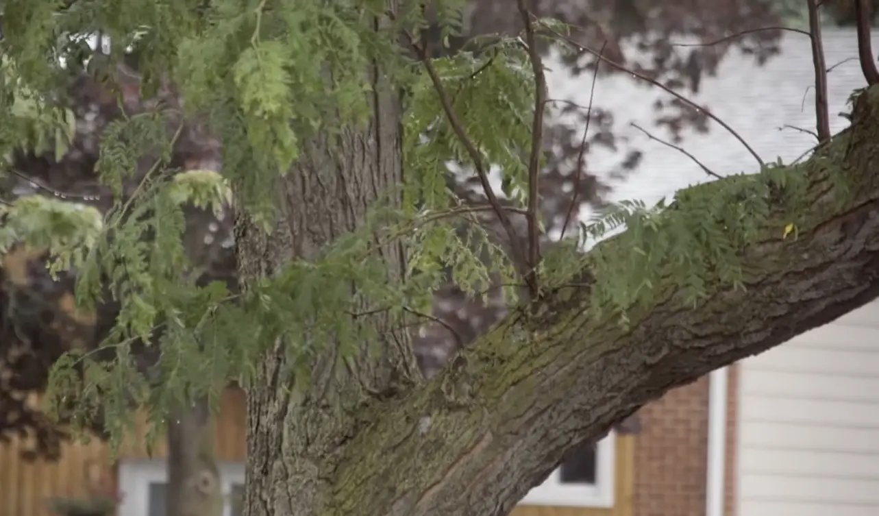 Can a House Withstand a Tree Falling on It? HomeProfy