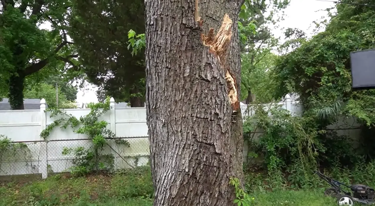 Can a House Withstand a Tree Falling on It? HomeProfy