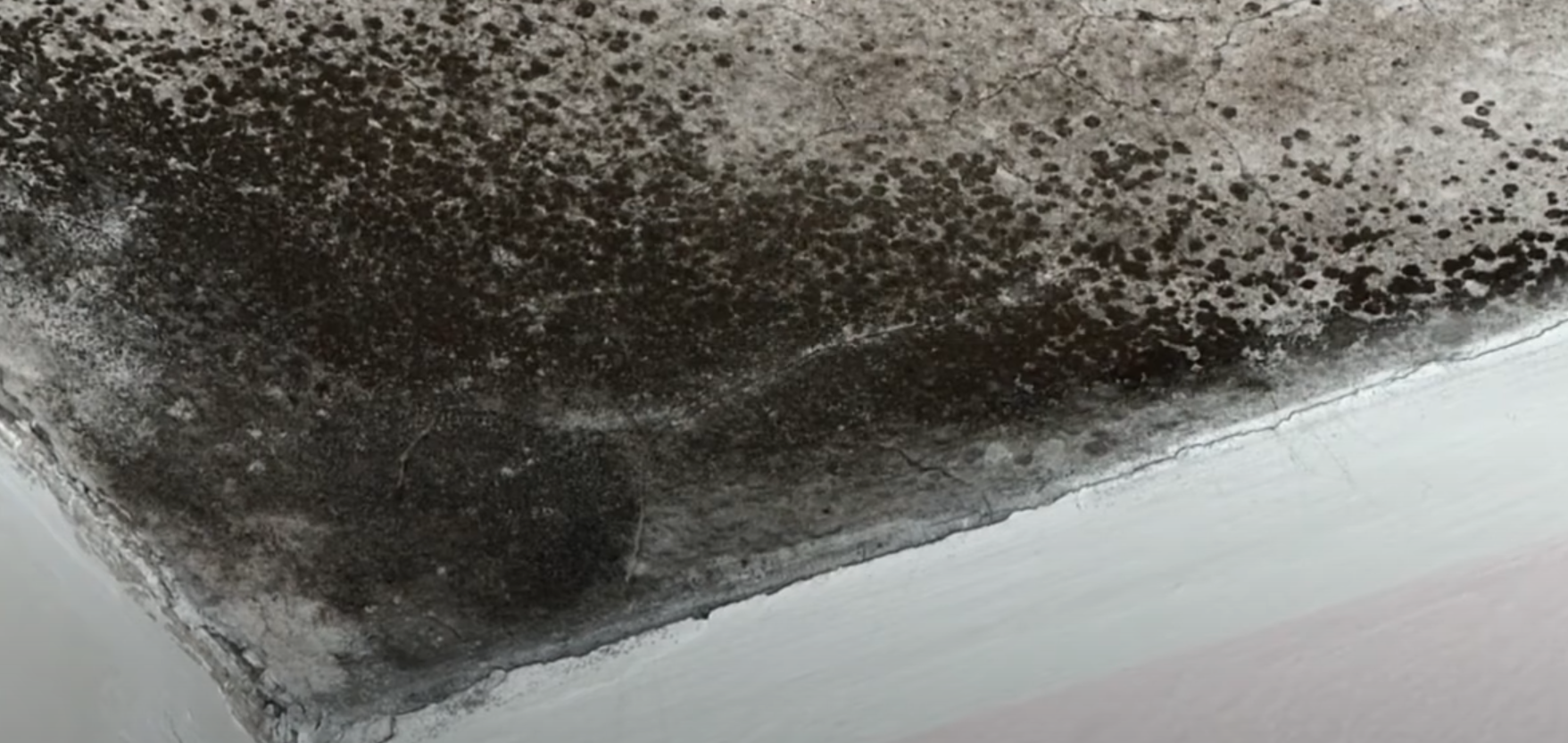 Can Black Mold Spread From House to House? HomeProfy