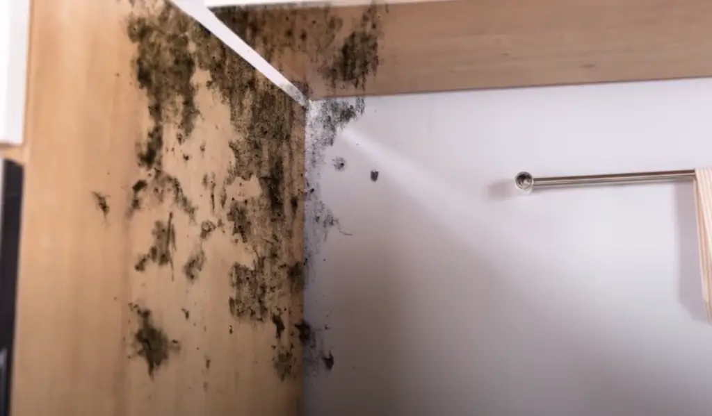 Can Mold Travel From One House To Another?