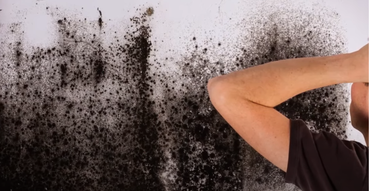 Can Black Mold Spread From House to House? HomeProfy