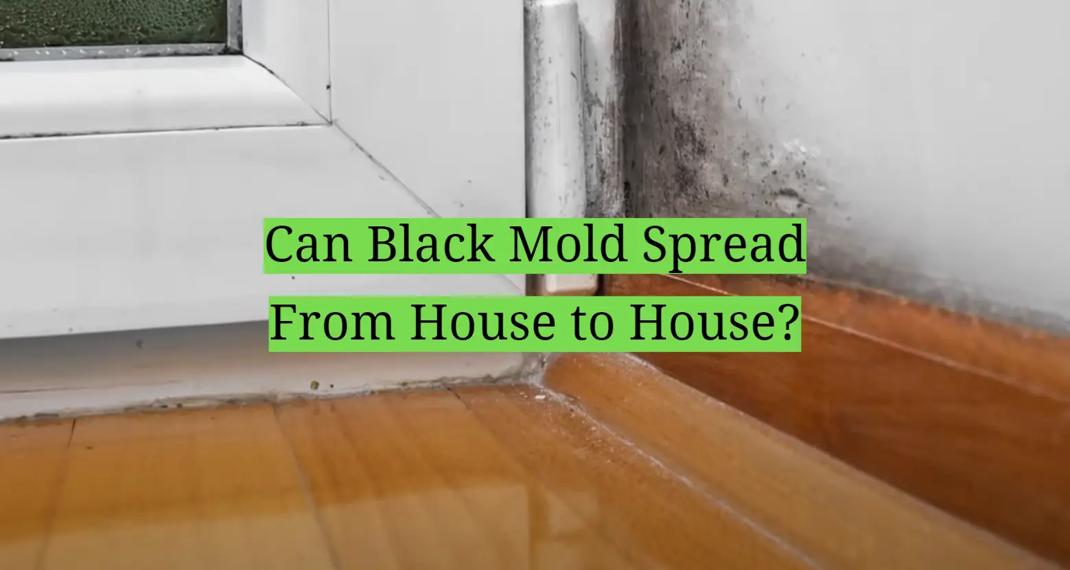 Can Black Mold Spread From House to House?
