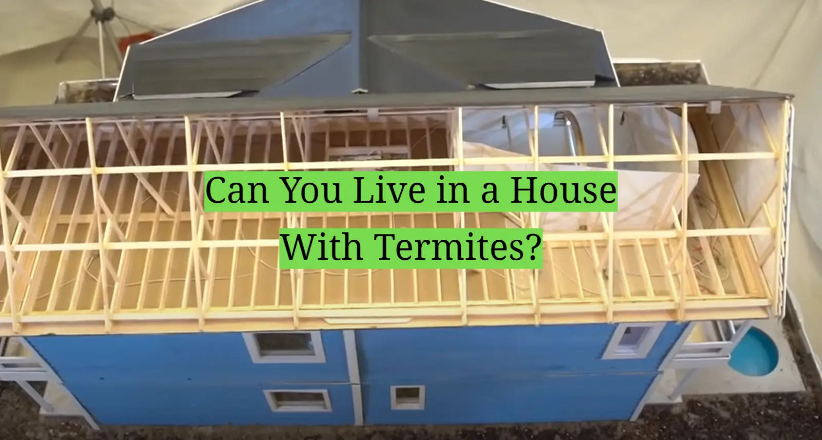 Can You Live in a House With Termites?