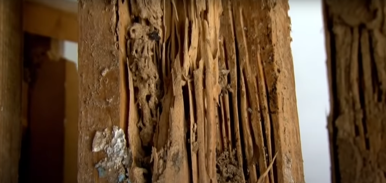 Can You Live in a House With Termites? HomeProfy