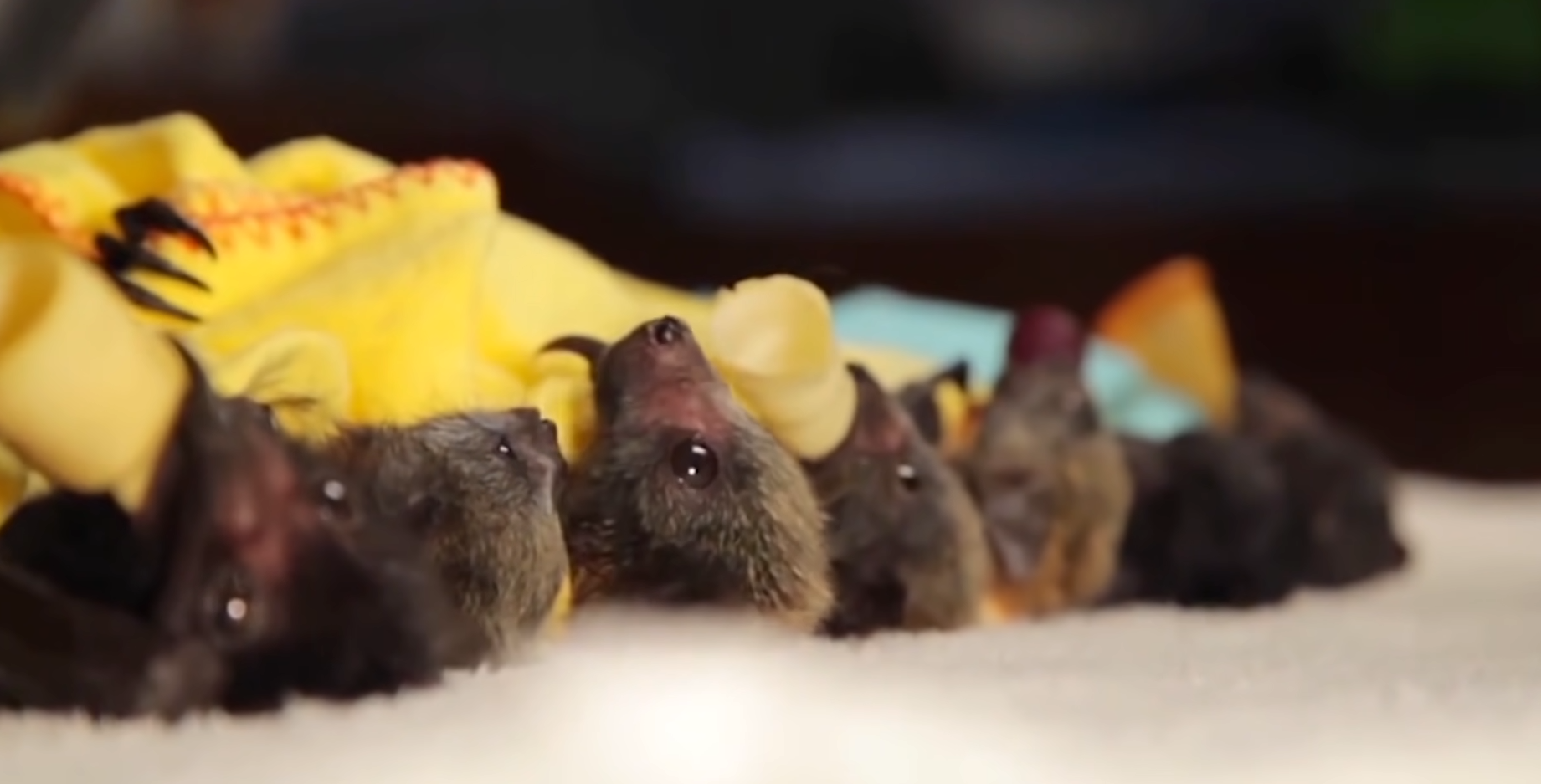 How Long Can a Bat Survive in a House? HomeProfy