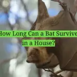How Long Can a Bat Survive in a House?
