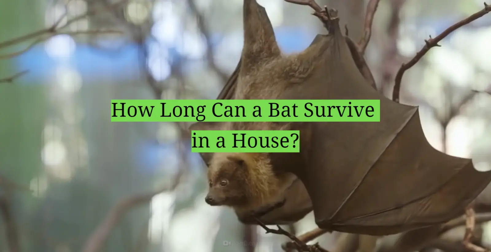 How Long Can a Bat Survive in a House?
