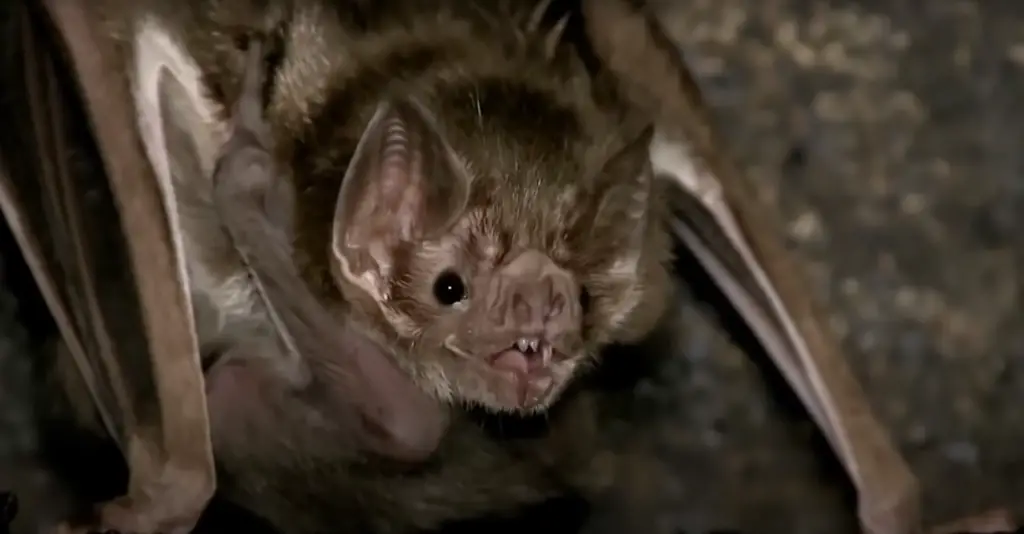 Should You Be Worried About Bats Living In Your House?