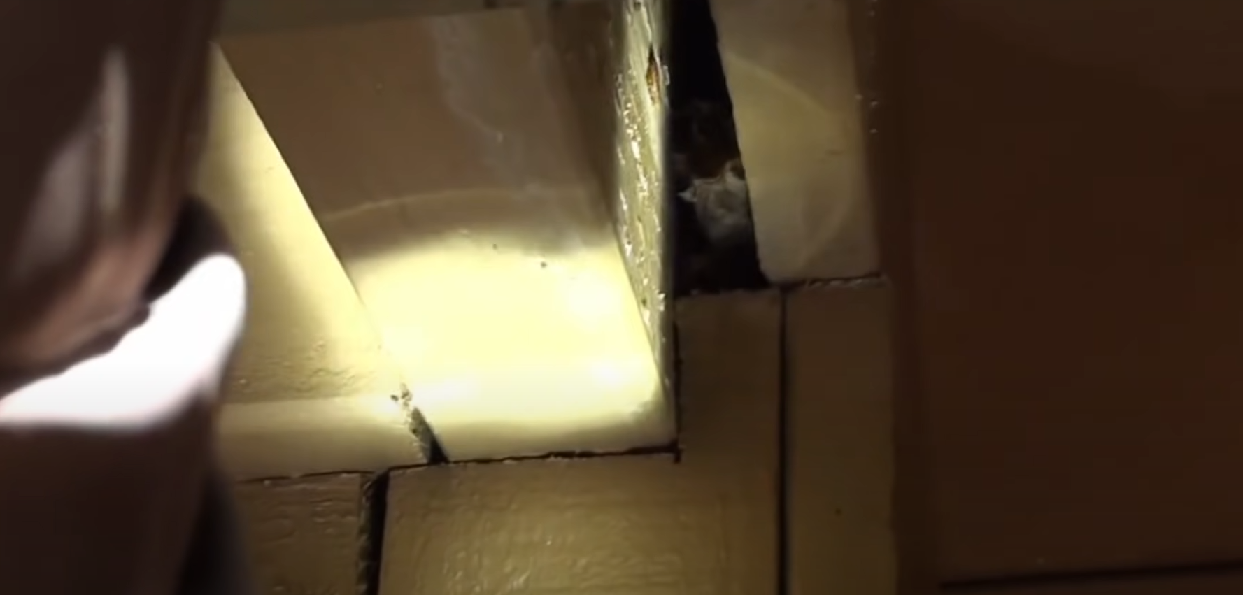 How Long Can a Bat Survive in a House? HomeProfy