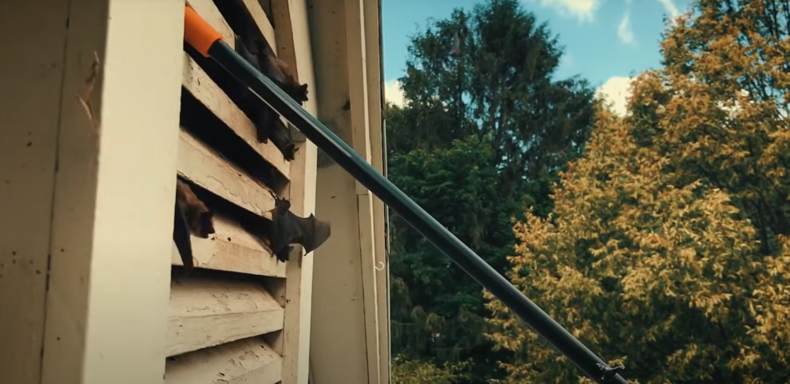 How Long Can a Bat Survive in a House? HomeProfy