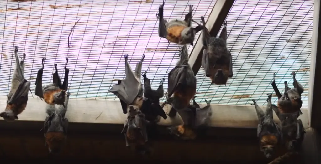 Safety Of Living In House With Bats