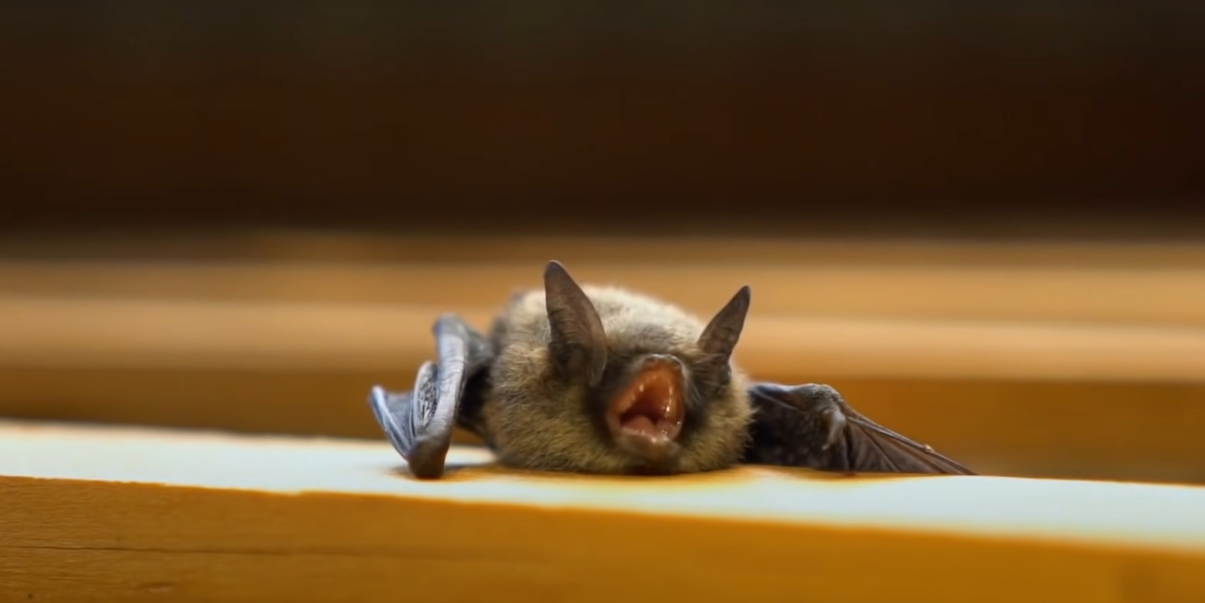 How Long Can a Bat Survive in a House? - HomeProfy