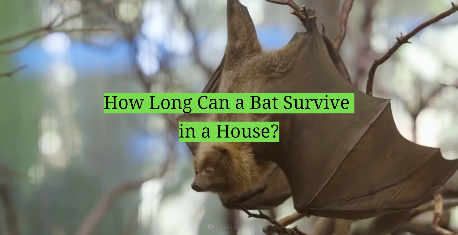 How Long Can a Bat Survive in a House? HomeProfy