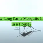 How Long Can a Mosquito Live in a House?