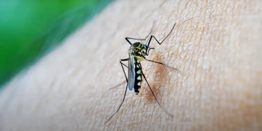 Can Mosquitoes lay their eggs in your home?