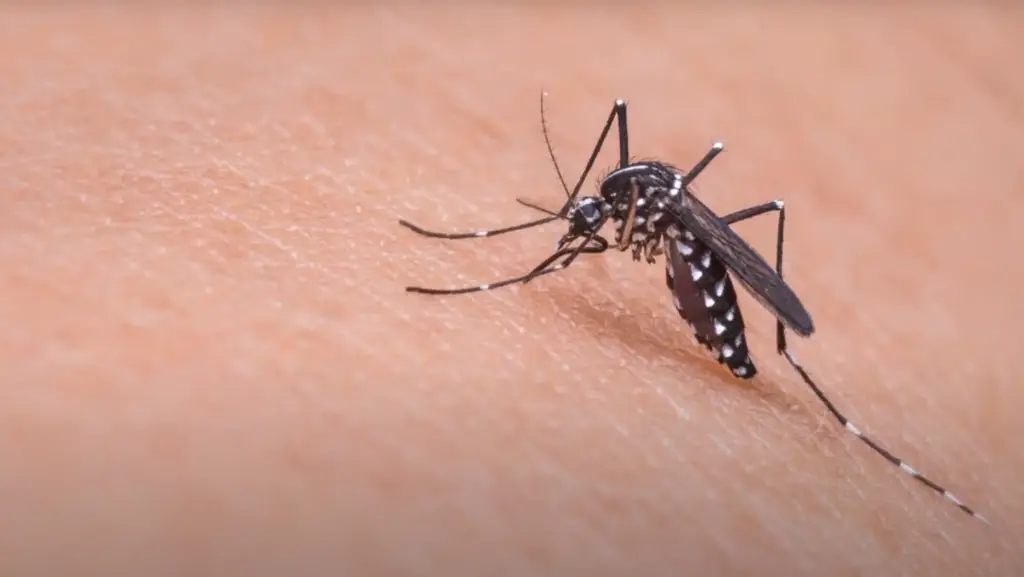 The indoor lifespan of a mosquito