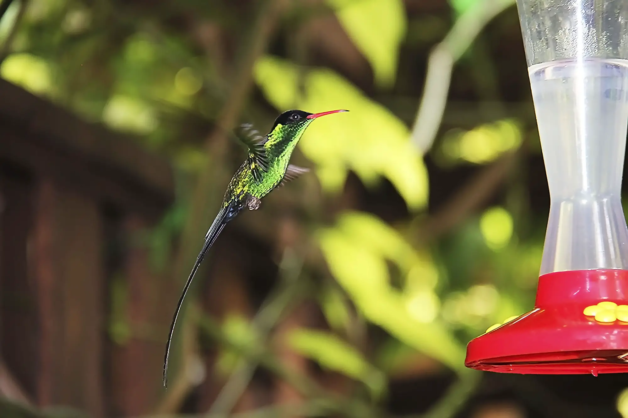 A Bit About Hummingbirds