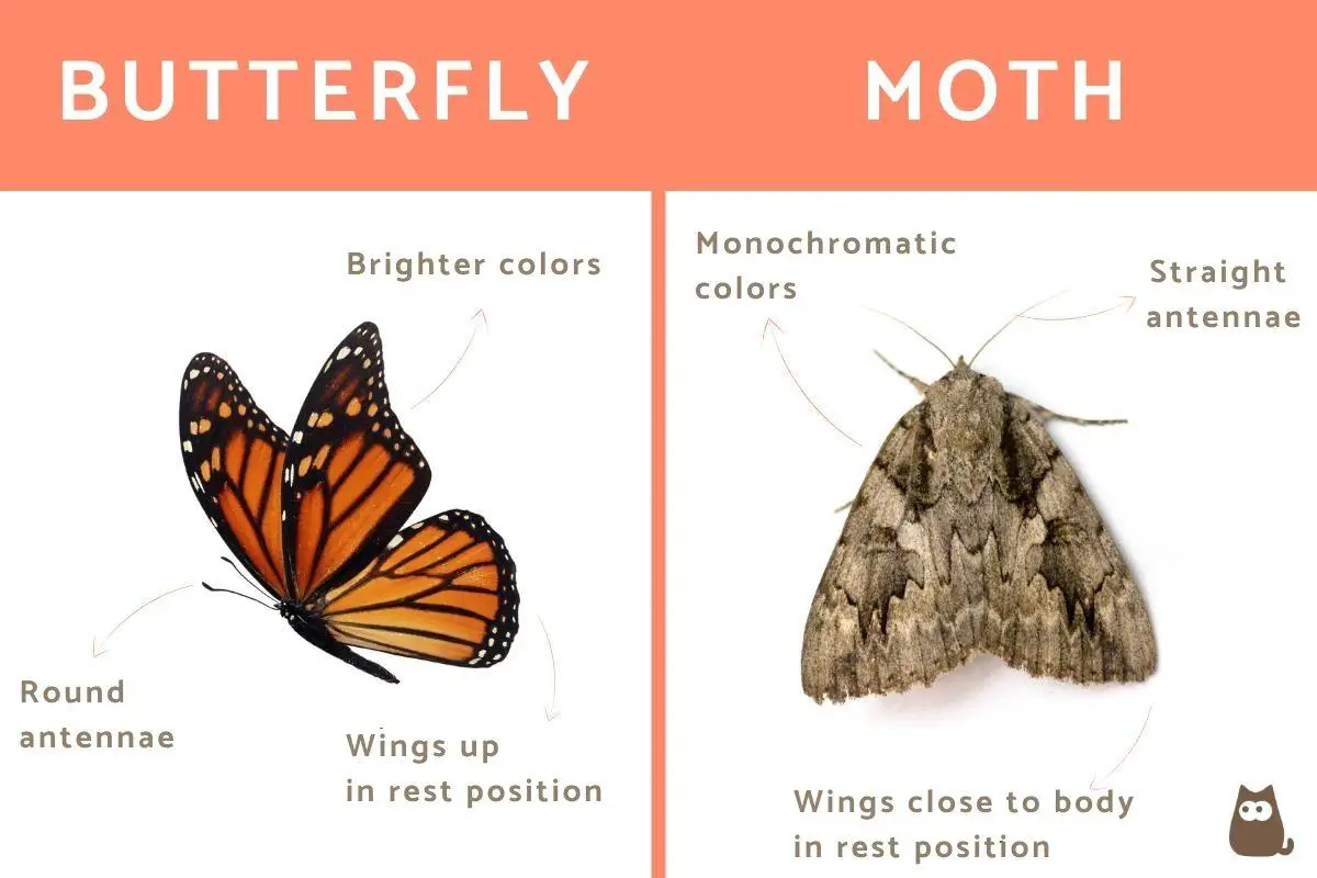 Butterfly Vs Moth Lifespan