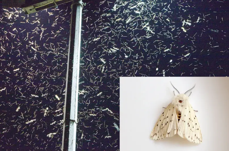 Do Moths Need Light to Live
