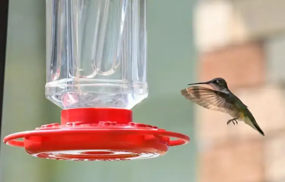 Follow These Steps to Safely Free a Hummingbird From Your Home
