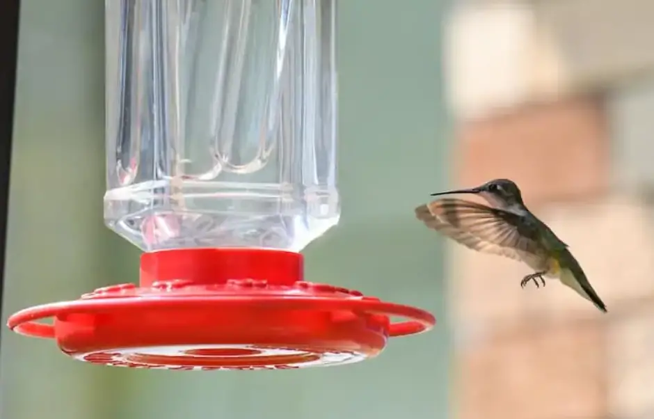 How to Get a Hummingbird Out of Your House? - HomeProfy