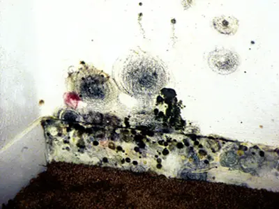 How Does Humidity Affect Mold Growth