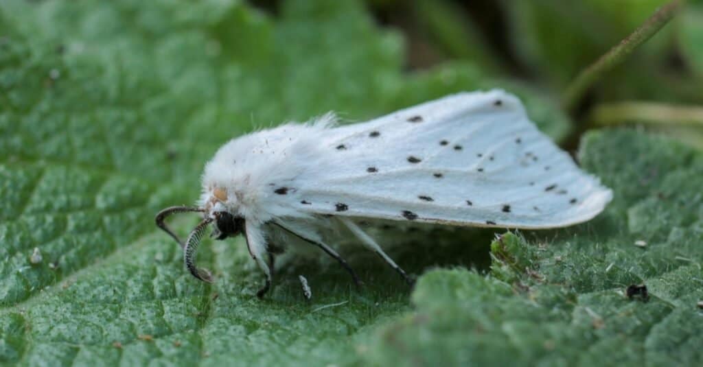 How Long Do Moths Live Without Food