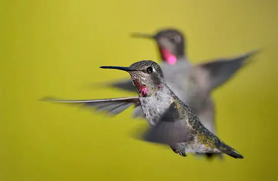 How to Safely Pick Up a Hummingbird