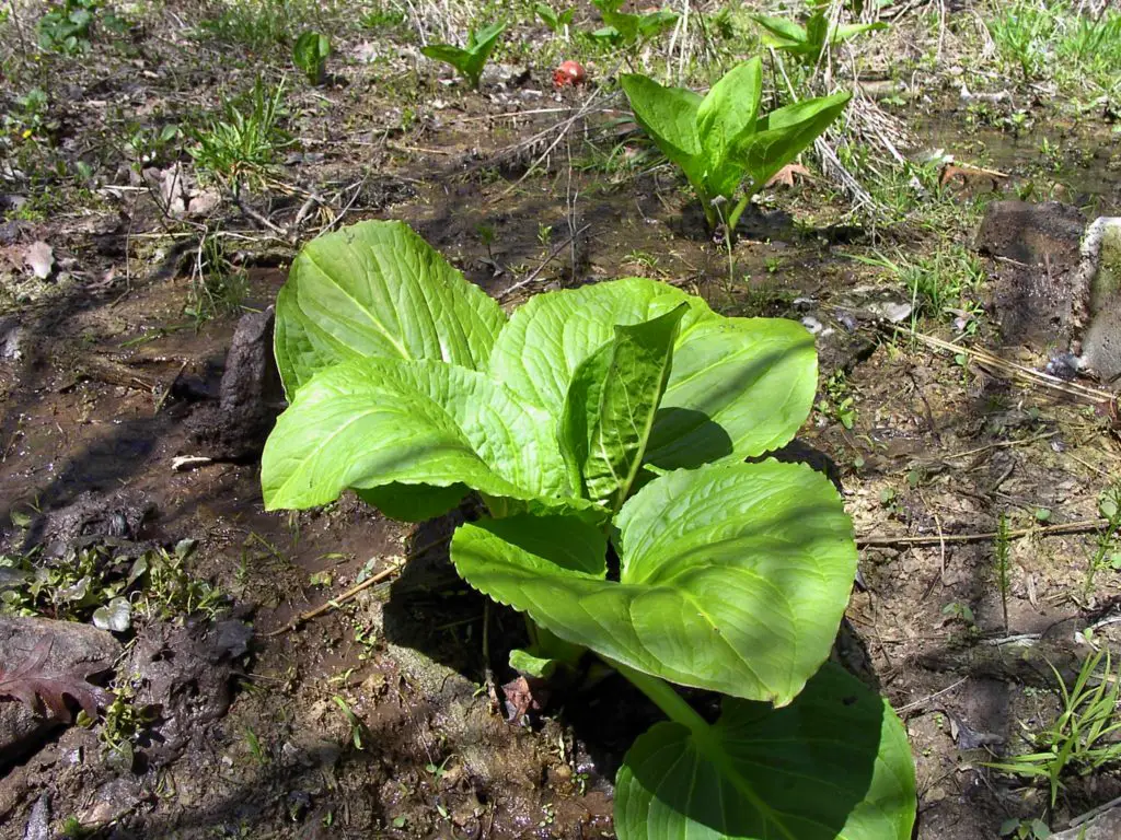 Skunk Cabbage Plant