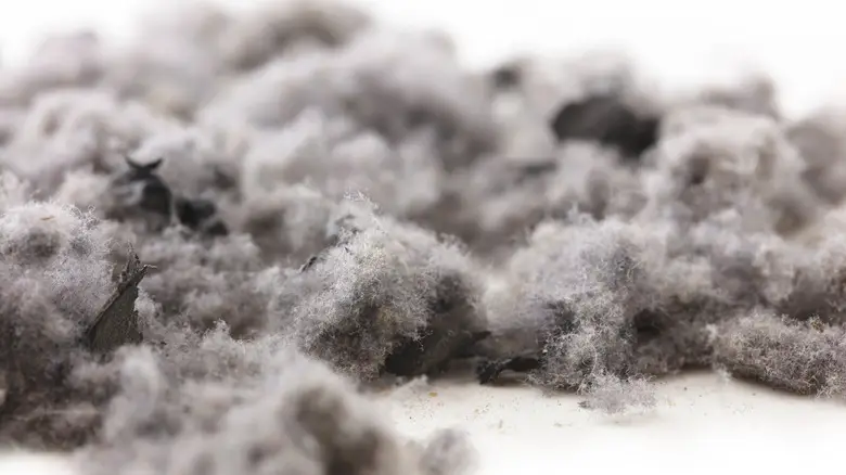 Common,House,Hold,Dust,lint,And,Debris.,High,Magnification,Macro,,Isolated